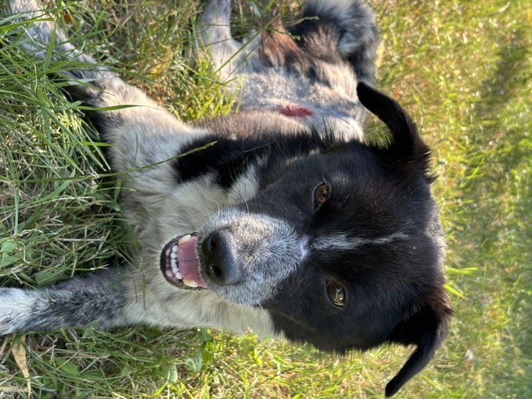 Cocky, chien à l'adoption chez Remember Me France