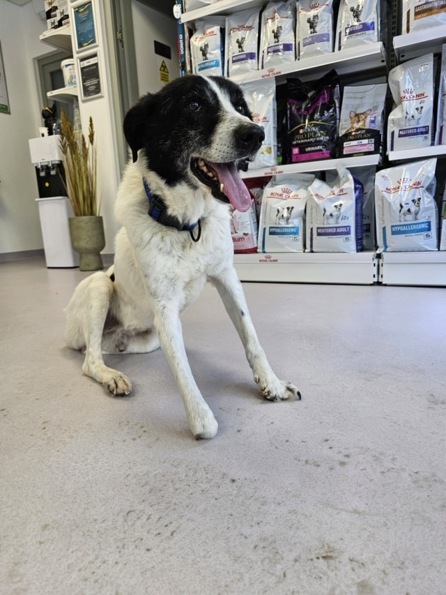 Cody, chien à l'adoption chez Remember Me France