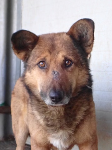Comak, chien à l'adoption chez Remember Me France