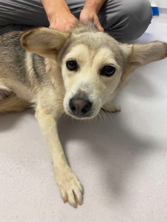 Constanta, chien à l'adoption chez Remember Me France