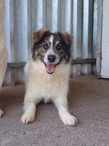 Coral, dog for adoption at Remember Me France