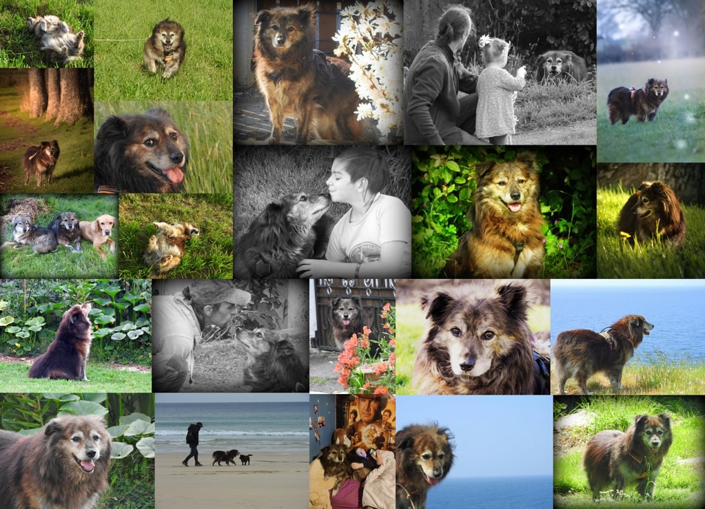 Cougar, chien à l'adoption chez Remember Me France