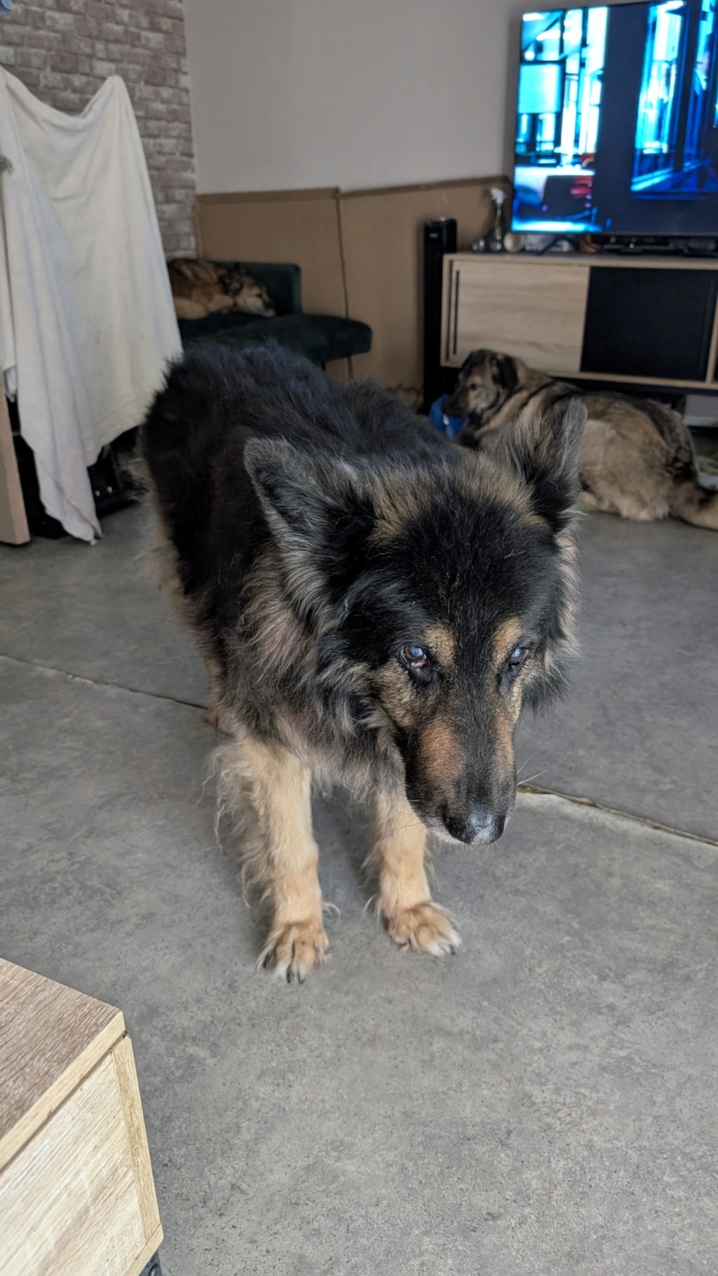 Cowboy, chien à l'adoption chez Remember Me France
