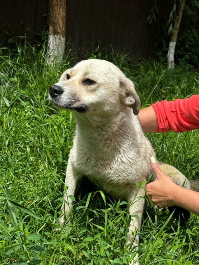 Crema, chien à l'adoption chez Remember Me France