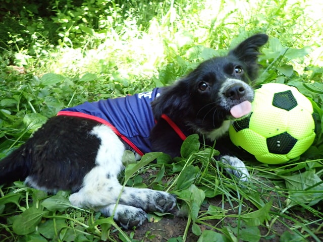 Cristiano, chien à l'adoption chez Remember Me France