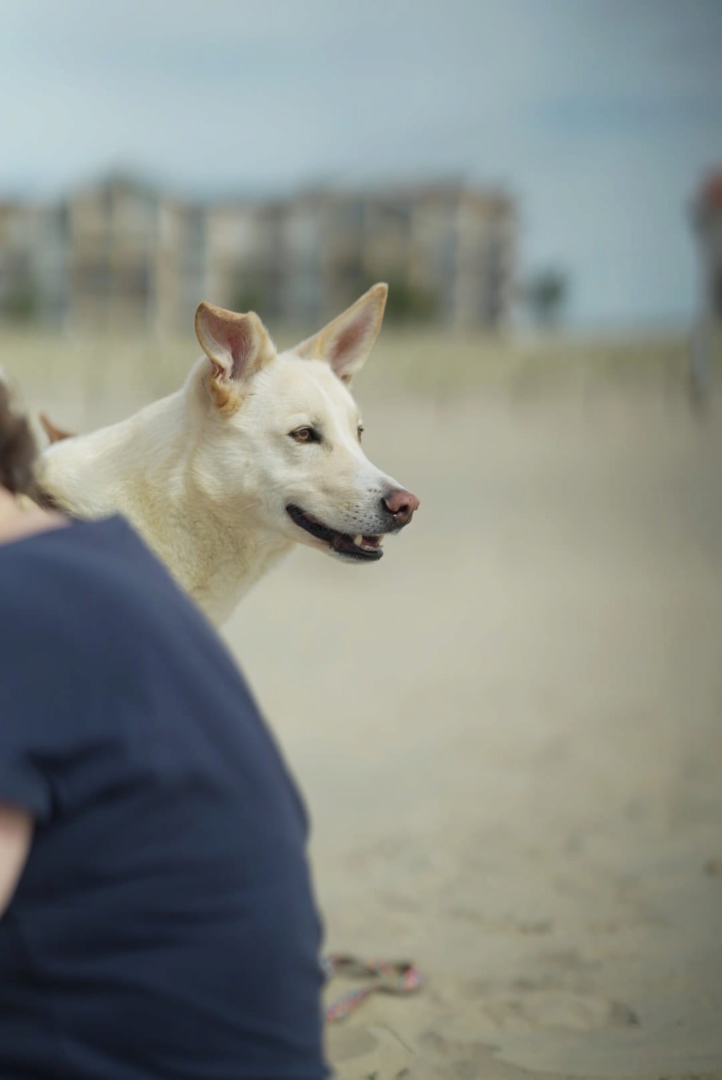 Crocket, chien à l'adoption chez Remember Me France