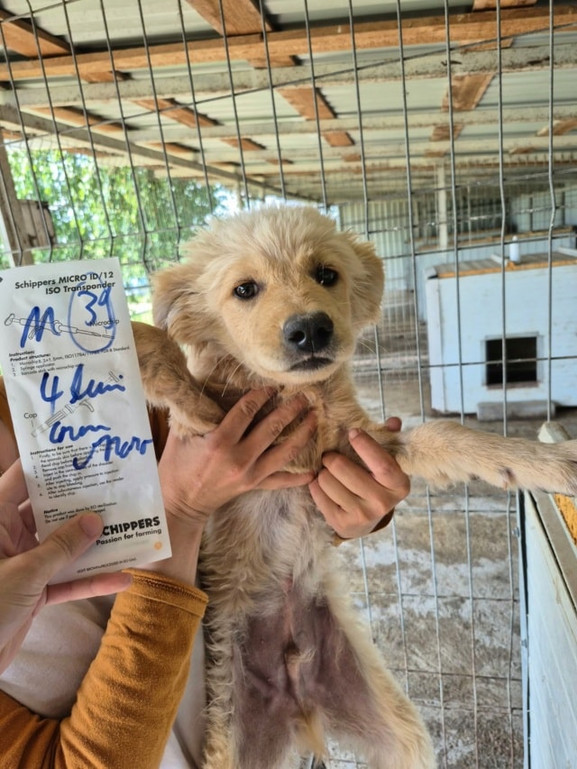 Cumulus, chien à l'adoption chez Remember Me France