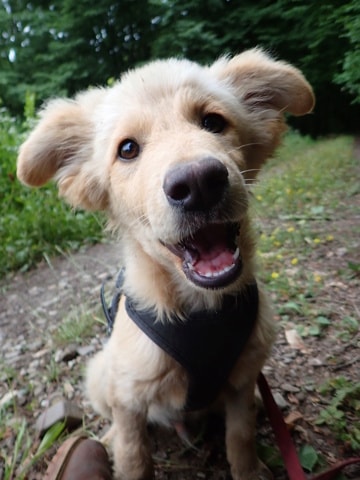 Cumulus, chien à l'adoption chez Remember Me France