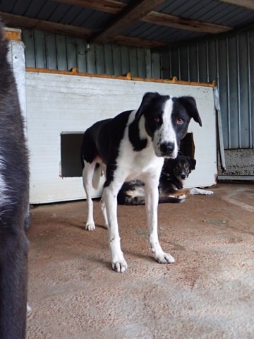 Daester, chien à l'adoption chez Remember Me France