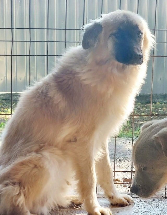 Dakarya, chien à l'adoption chez Remember Me France