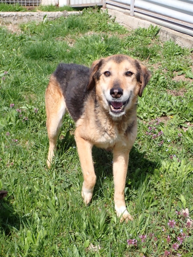 Dallara, chien à l'adoption chez Remember Me France