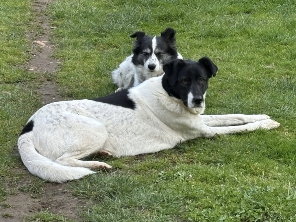 Dalmatia, chien à l'adoption chez Remember Me France