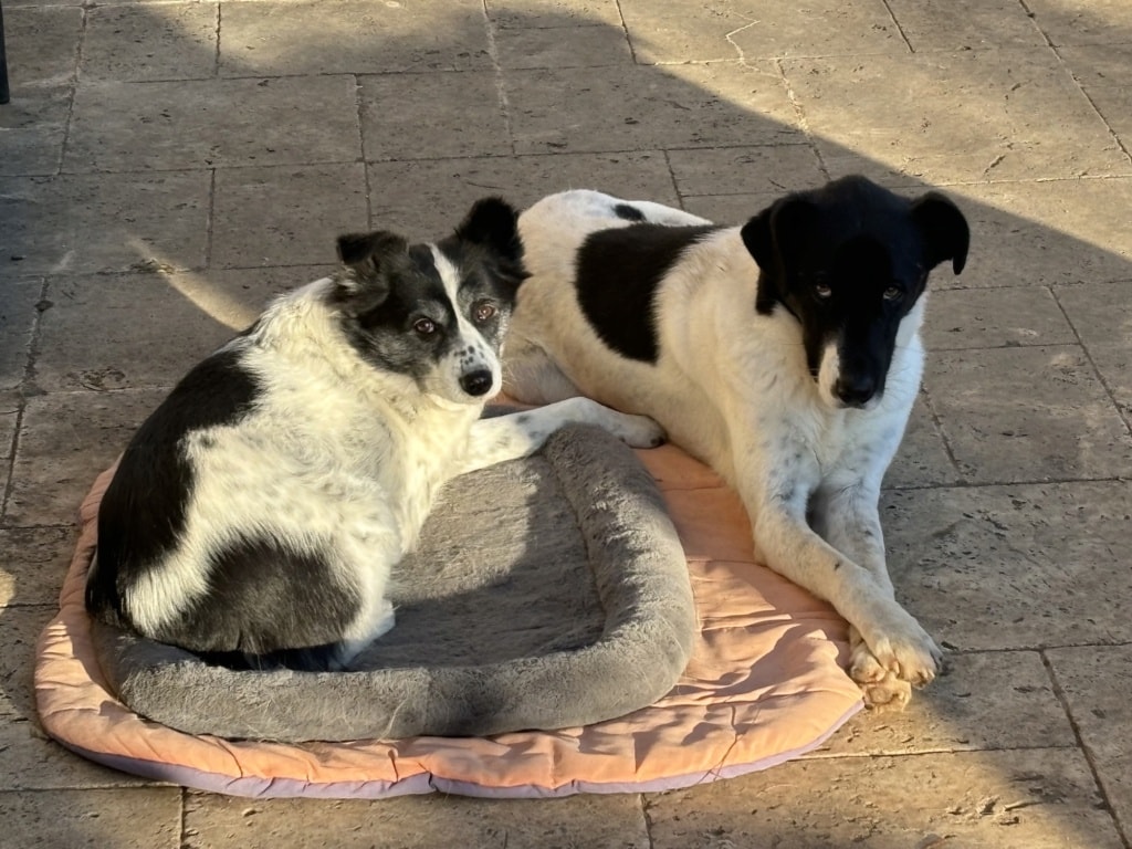 Dalmatia, chien à l'adoption chez Remember Me France