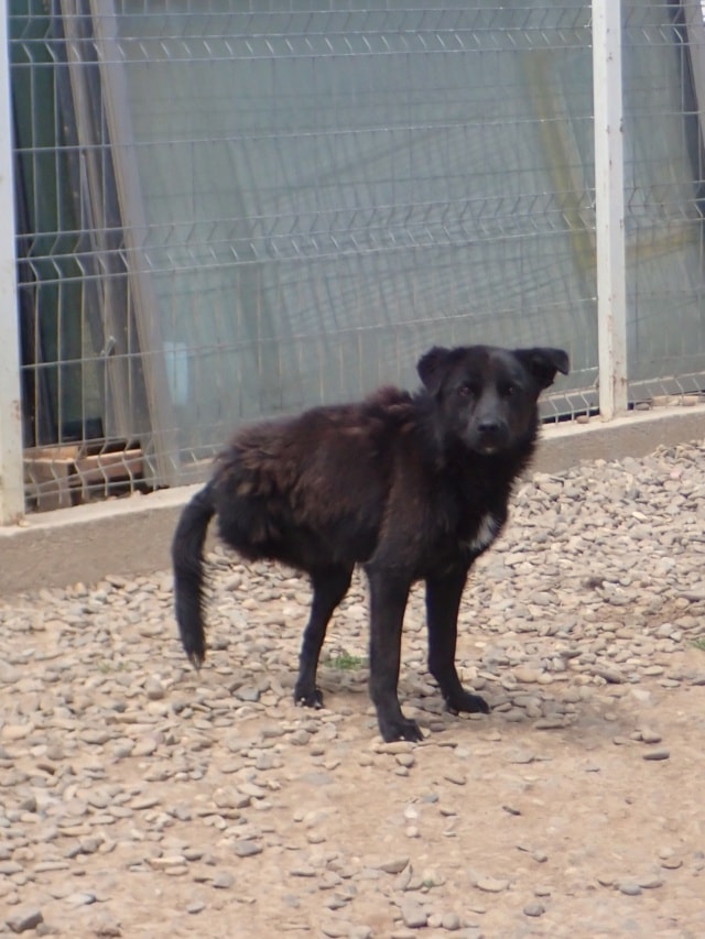 Dalton, dog for adoption at Remember Me France