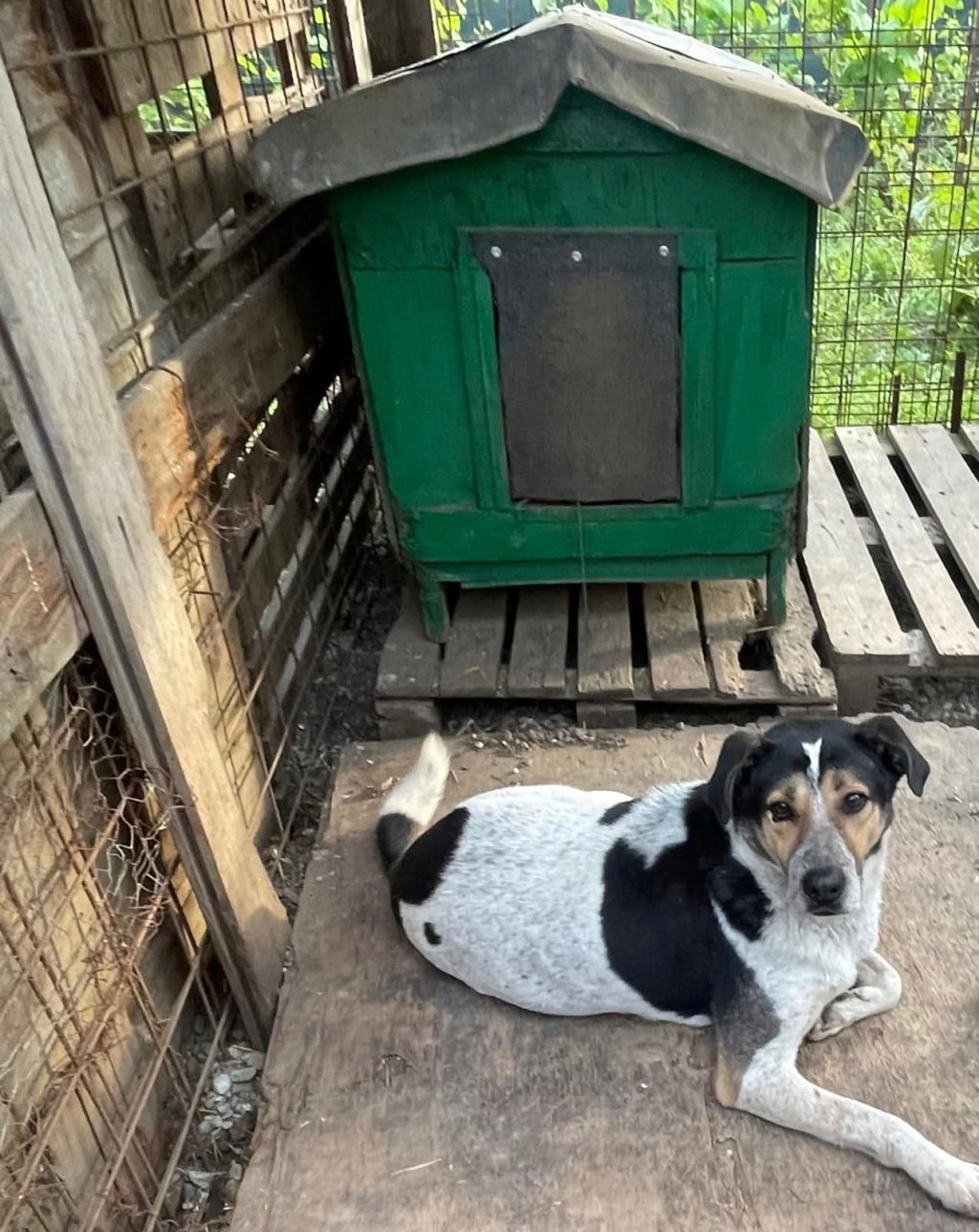 Darwin, chien à l'adoption chez Remember Me France