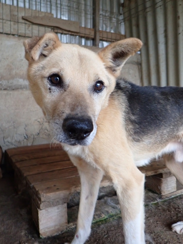 Debussy, chien à l'adoption chez Remember Me France