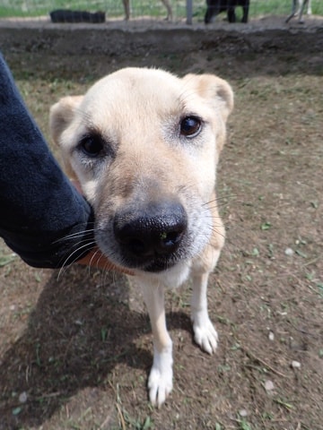 Debussy, chien à l'adoption chez Remember Me France