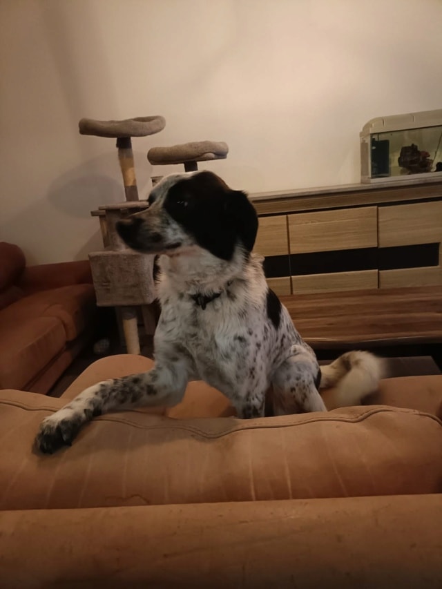 Deltyva, dog for adoption at Remember Me France