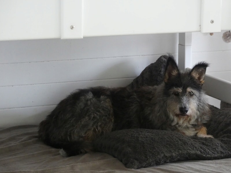 Derek, chien à l'adoption chez Remember Me France