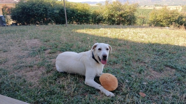 Derry, chien à l'adoption chez Remember Me France