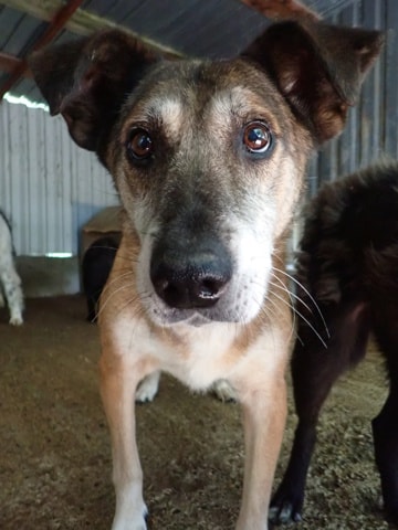 Diego, chien à l'adoption chez Remember Me France