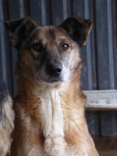 Diego, chien à l'adoption chez Remember Me France