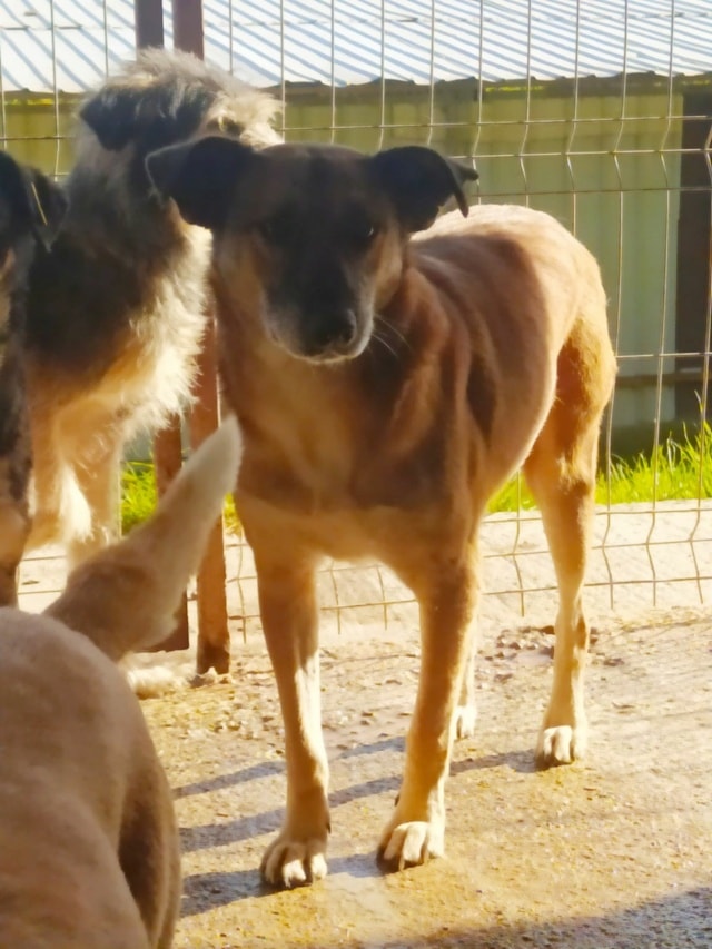 Diego, dog for adoption at Remember Me France