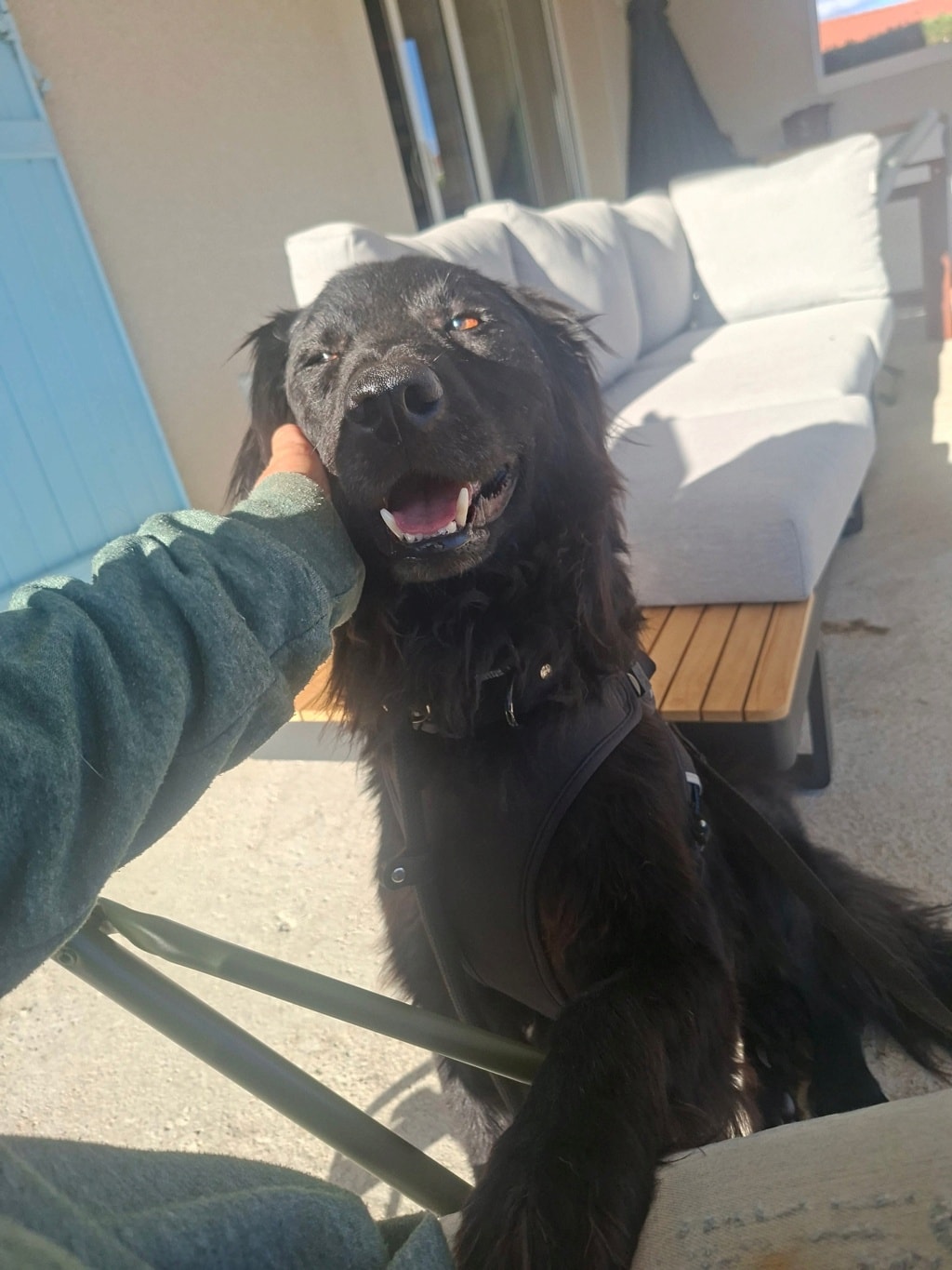 Djinn, chien à l'adoption chez Remember Me France