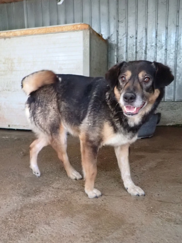 Douchka, chien à l'adoption chez Remember Me France