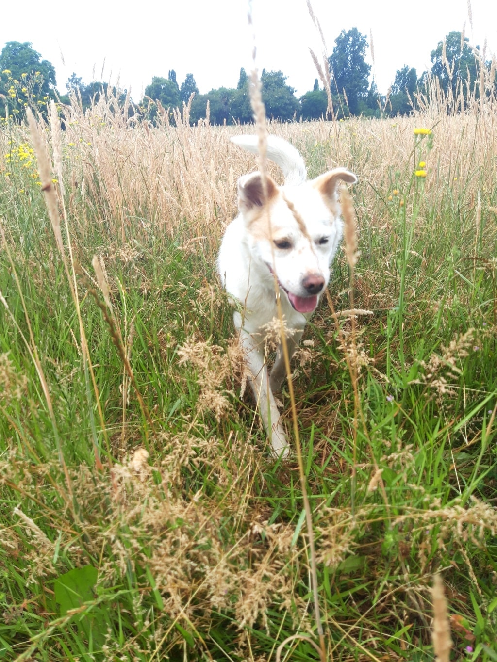 Drago, chien à l'adoption chez Remember Me France