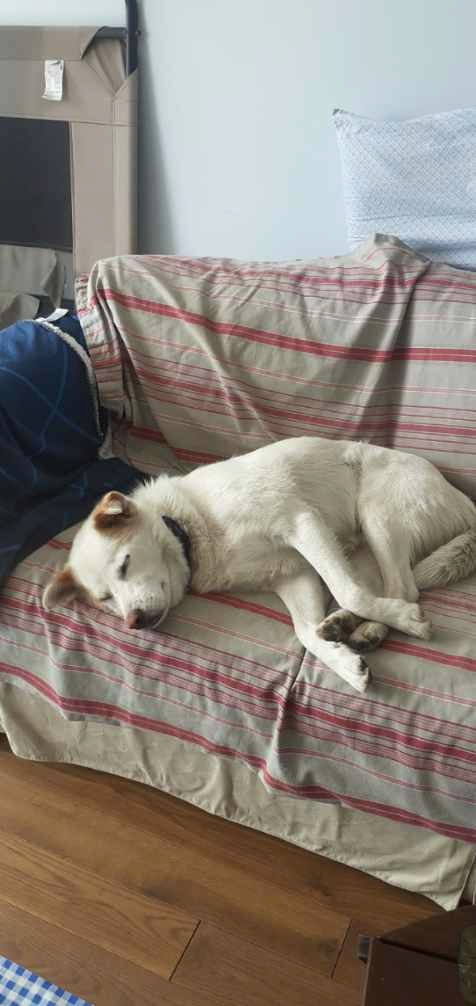 Drago, chien à l'adoption chez Remember Me France
