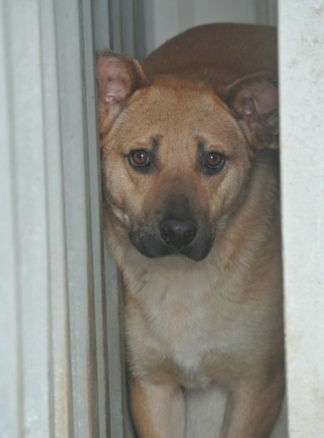 Duncan, dog for adoption at Remember Me France
