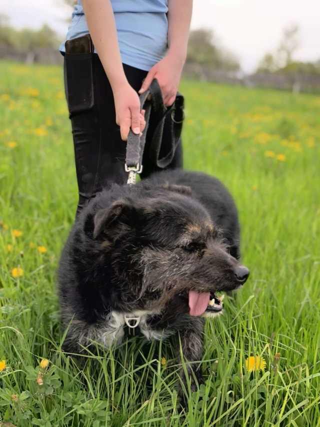 Dune, chien à l'adoption chez Remember Me France