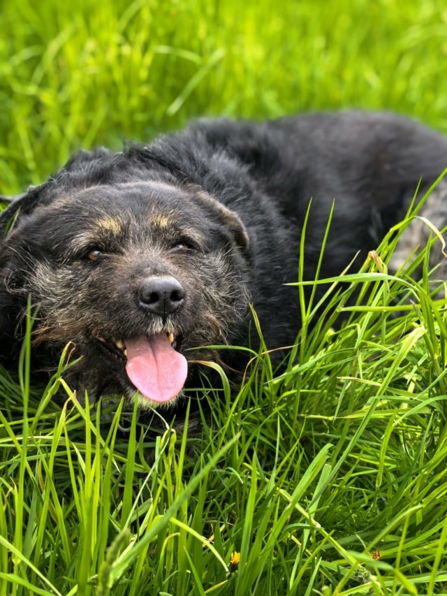 Dune, chien à l'adoption chez Remember Me France