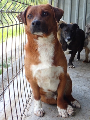 Duphy, chien à l'adoption chez Remember Me France