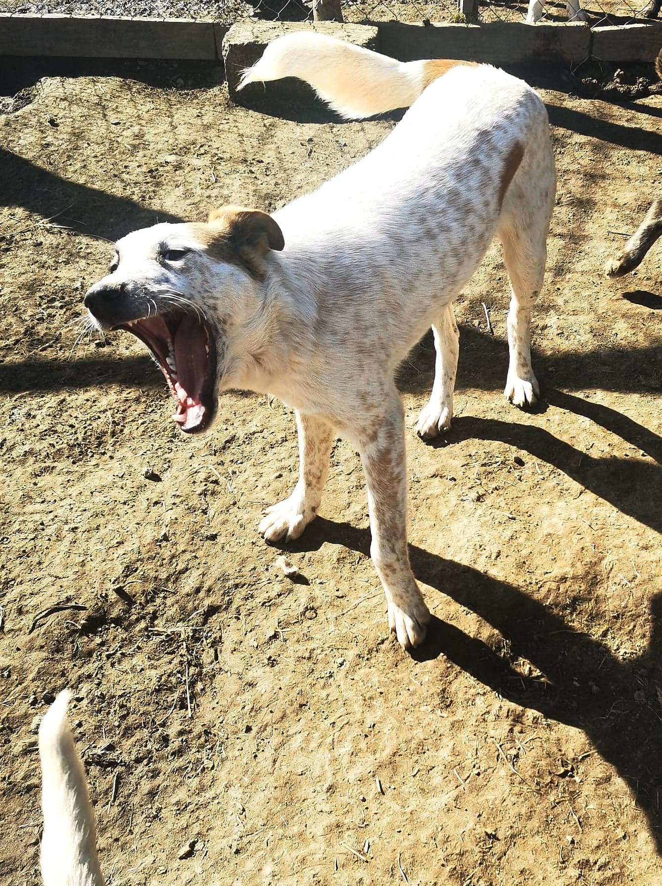 Dylan, chien à l'adoption chez Remember Me France