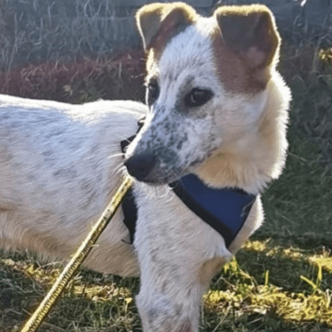 Dylan, dog for adoption at Remember Me France