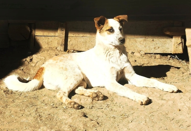 Dylan, chien à l'adoption chez Remember Me France