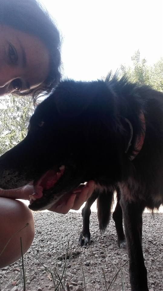 Ebene, chien à l'adoption chez Remember Me France
