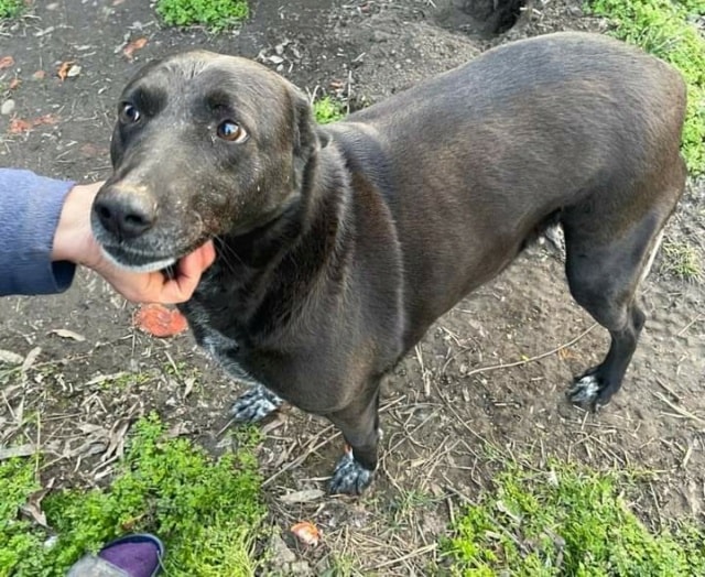Eden, dog for adoption at Remember Me France