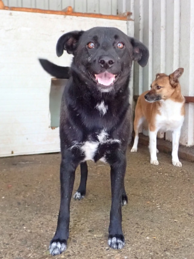 Edgar, chien à l'adoption chez Remember Me France