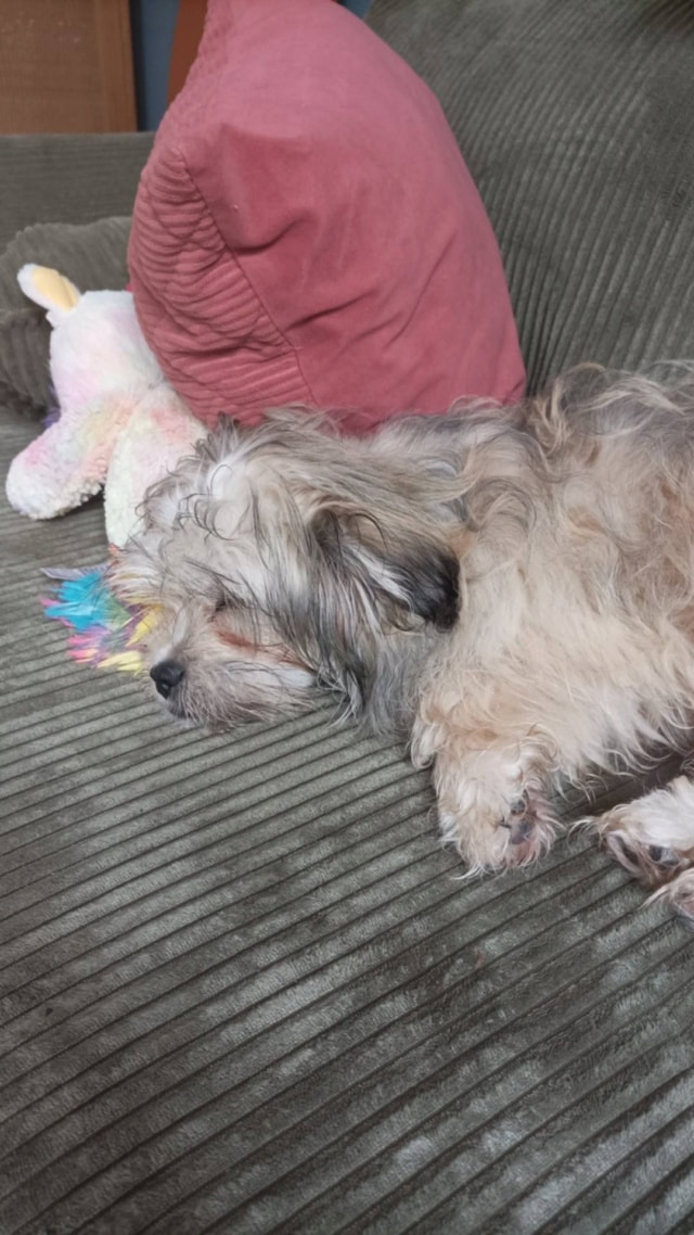 Elie, chien à l'adoption chez Remember Me France