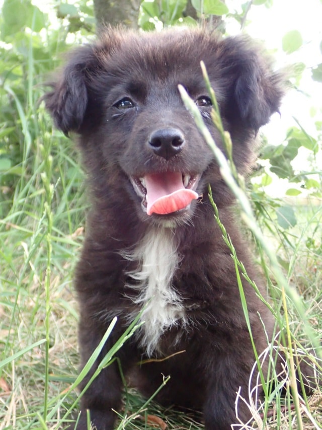 Elinae, chien à l'adoption chez Remember Me France