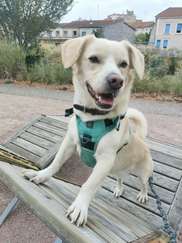 Elio, chien à l'adoption chez Remember Me France