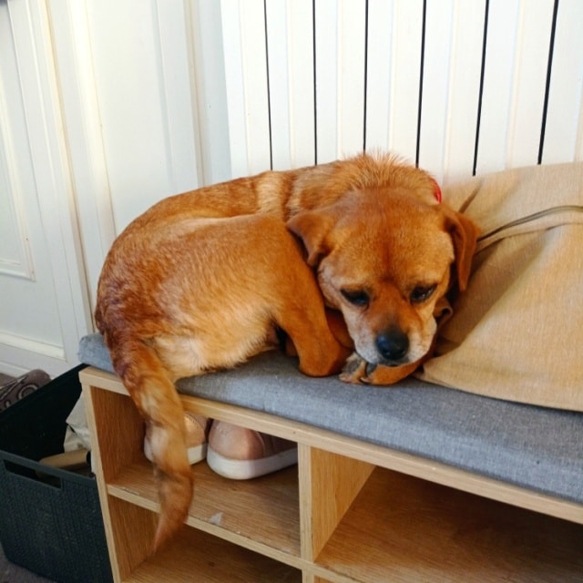 Ellis, chien à l'adoption chez Remember Me France