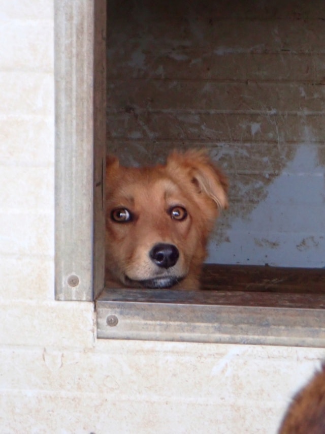 Elvane, dog for adoption at Remember Me France