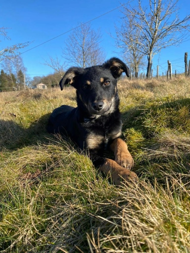 Emerald, chien à l'adoption chez Remember Me France