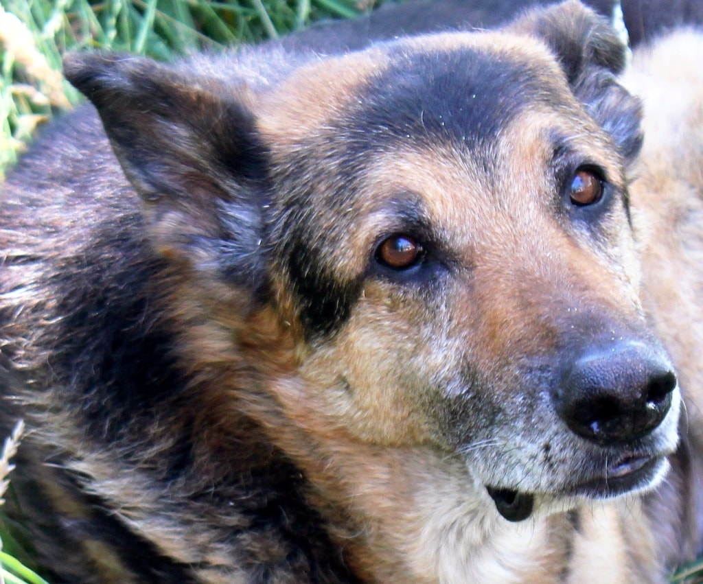 Enee, chien à l'adoption chez Remember Me France