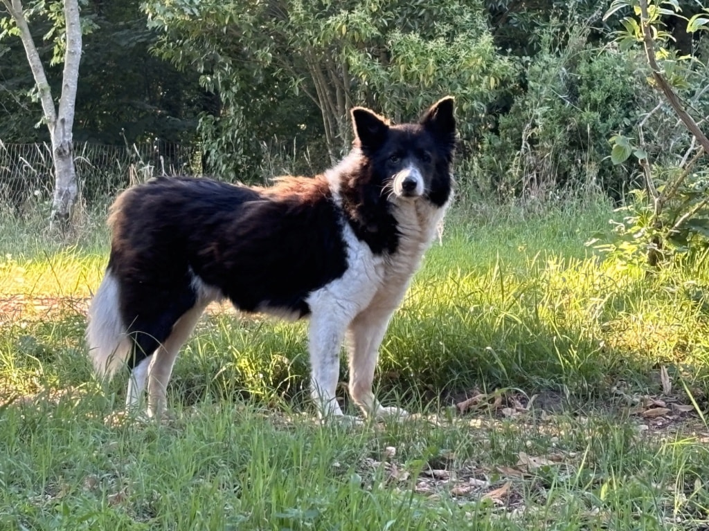 Eragon, chien à l'adoption chez Remember Me France