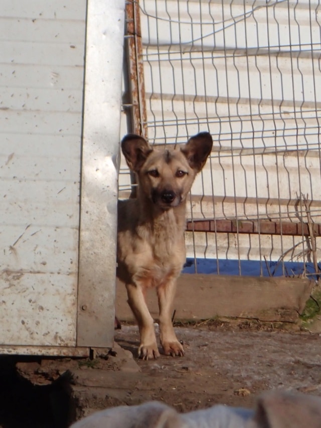 Ernestine, chien à l'adoption chez Remember Me France
